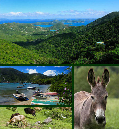 Coral Bay, Boats and Donkeys 